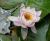 Nymphaea_Perrys_Crinkled_Pink_6.jpg