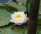 Nymphaea-Perrys-Pink-Bicolor-2.jpg