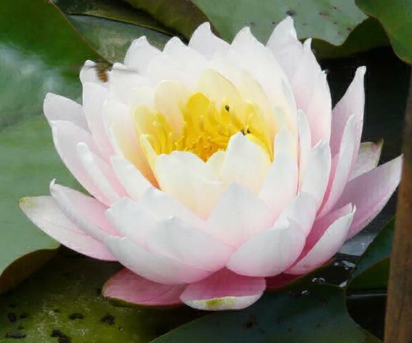 Nymphaea 'Perrys Pink Bicolor'