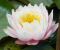 Nymphaea-Perrys-Pink-Bicolor-3.jpg