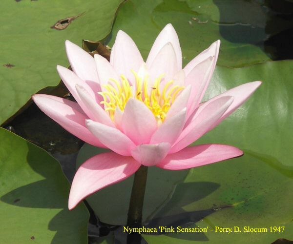 Nymphaea 'Pink Sensation'