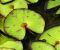 Nymphaea_prolifera_5.jpg