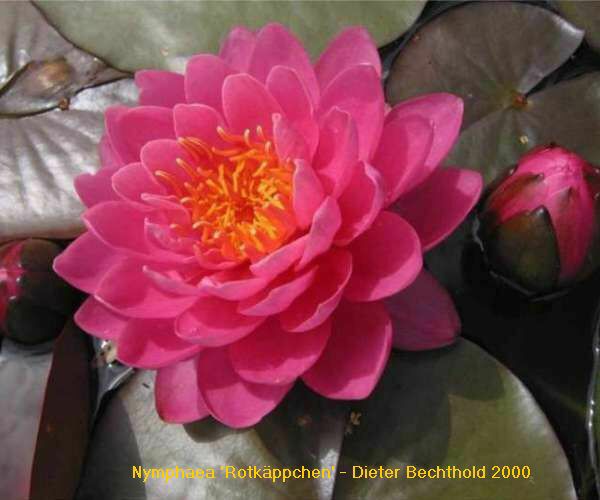 Nymphaea 'Rotkäppchen'