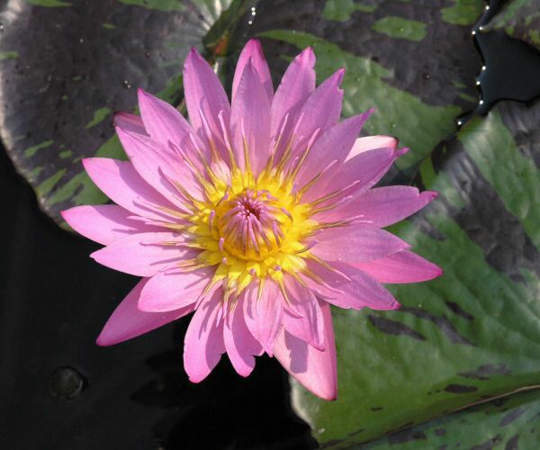 Nymphaea 'Queen of Siam'