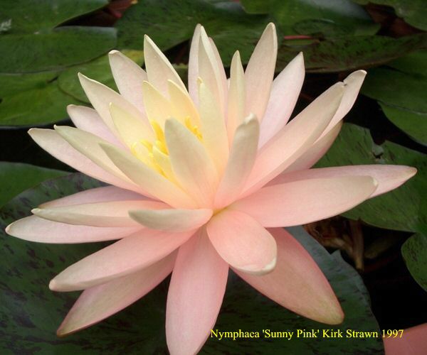 Nymphaea 'Sunny Pink'