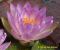 Nymphaea Siam Purple 1_ 2.jpg