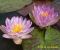 Nymphaea Siam Purple 1_ 3.jpg