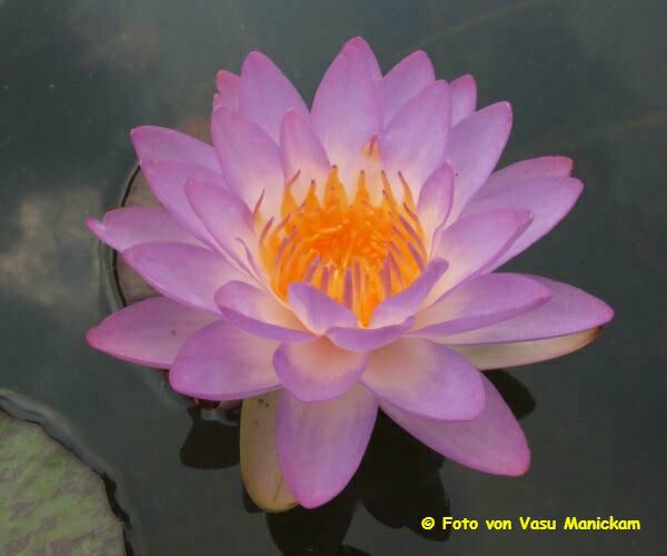 Nymphaea%20Siam%20Purple%201