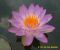 Nymphaea Siam Purple 1_ 4.jpg