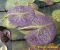 Nymphaea Siam Purple 1_ 5.jpg