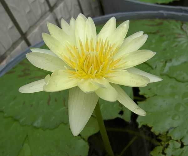 Nymphaea 'St. Louis'