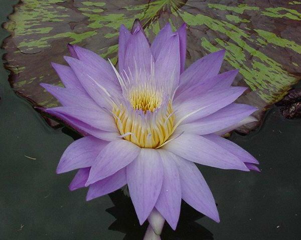 Nymphaea 'Star of Siam'