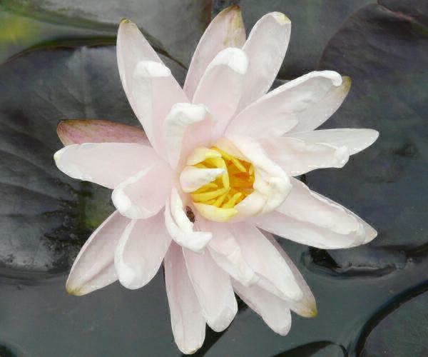 Nymphaea 'Starbright'