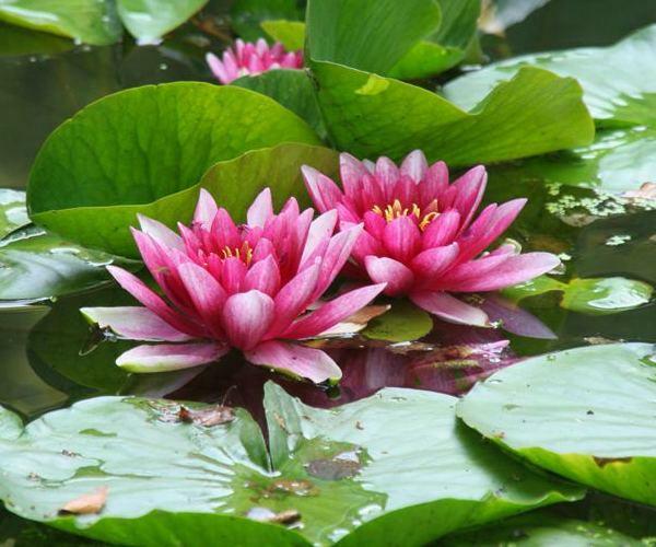 Nymphaea 'Sultan'