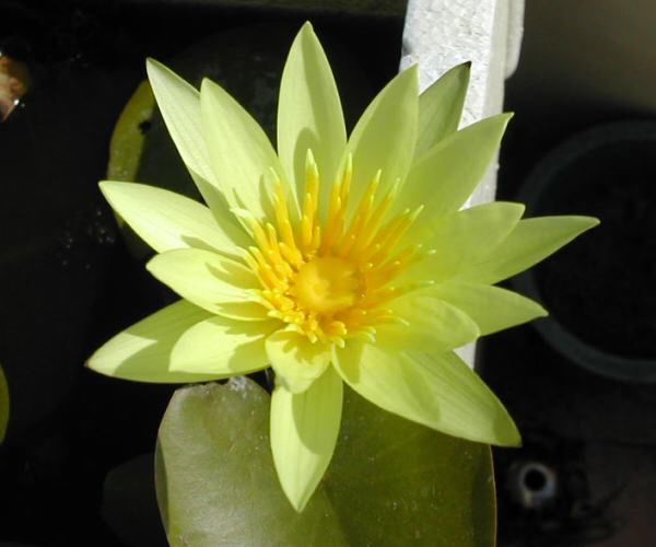 Nymphaea stuhlmannii