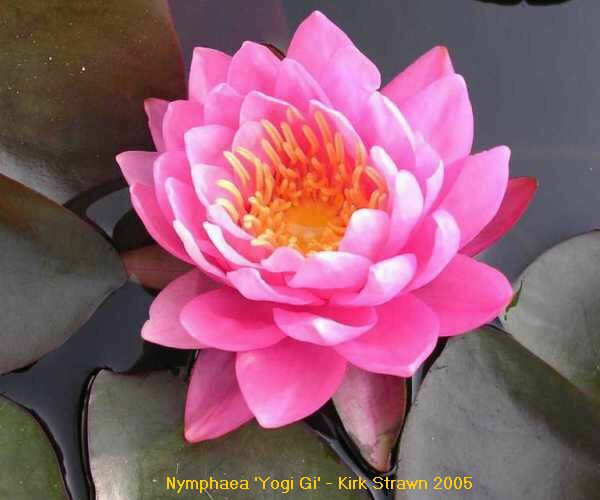 Nymphaea 'Yogi Gi'