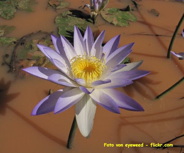  Nymphaea violacea