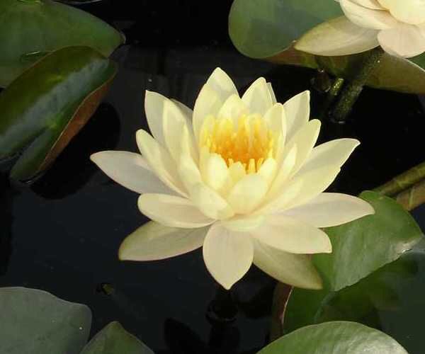 Nymphaea 'Yellow Sensation'